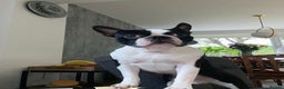 Boston Terrier dogs for stud: KC Loving Boston Terrier Available for Stud - Advert 1