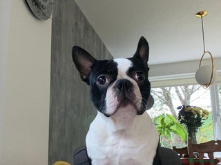 Boston Terrier dogs - Advert 1