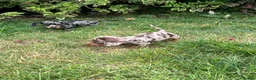 Miniature Dachshund dogs for sale: Minature smooth haired pups from pedigree parents - Advert 7