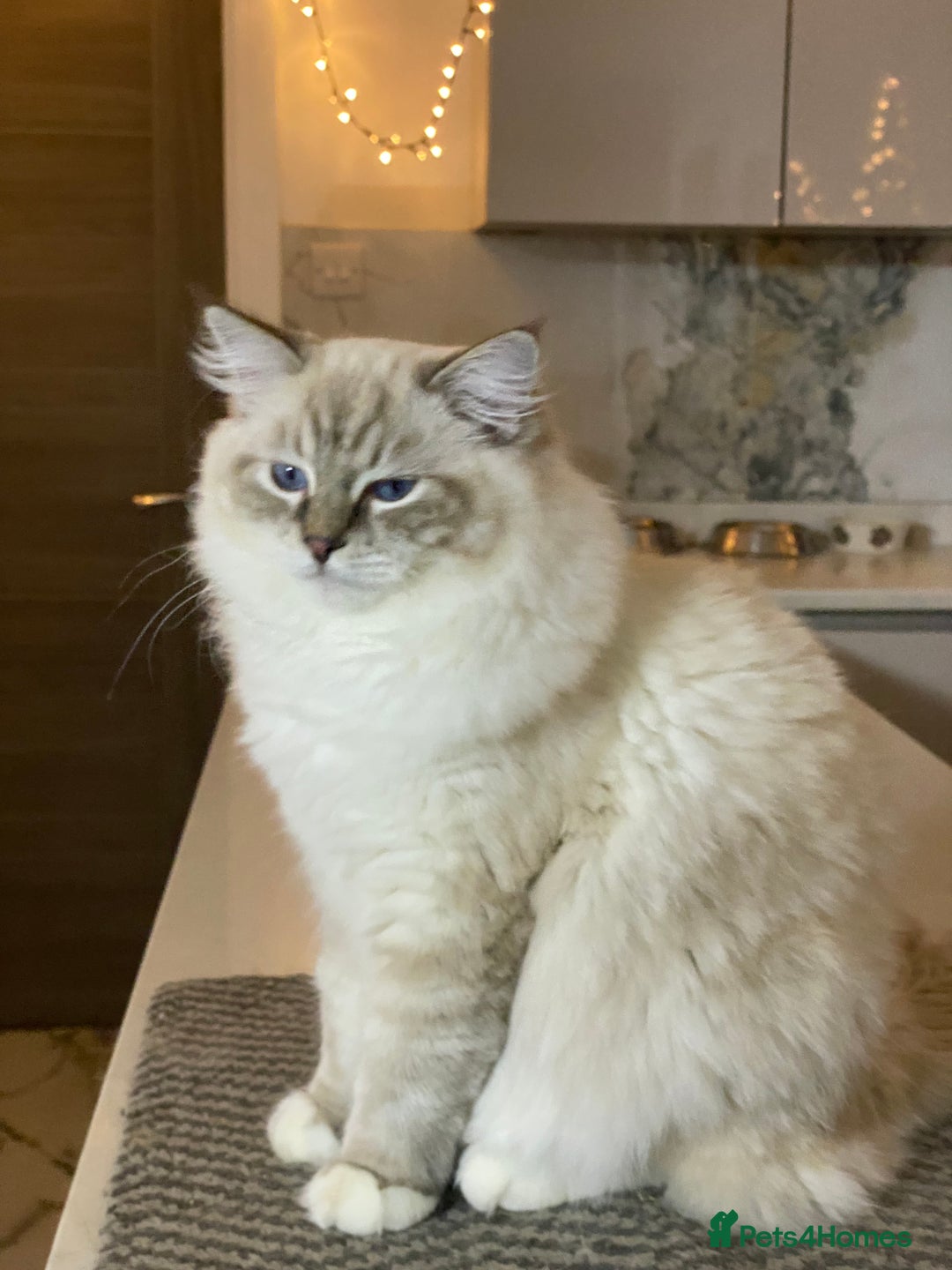 Ragdoll cats for sale: Blue Lynx TICA boy  - Image 28