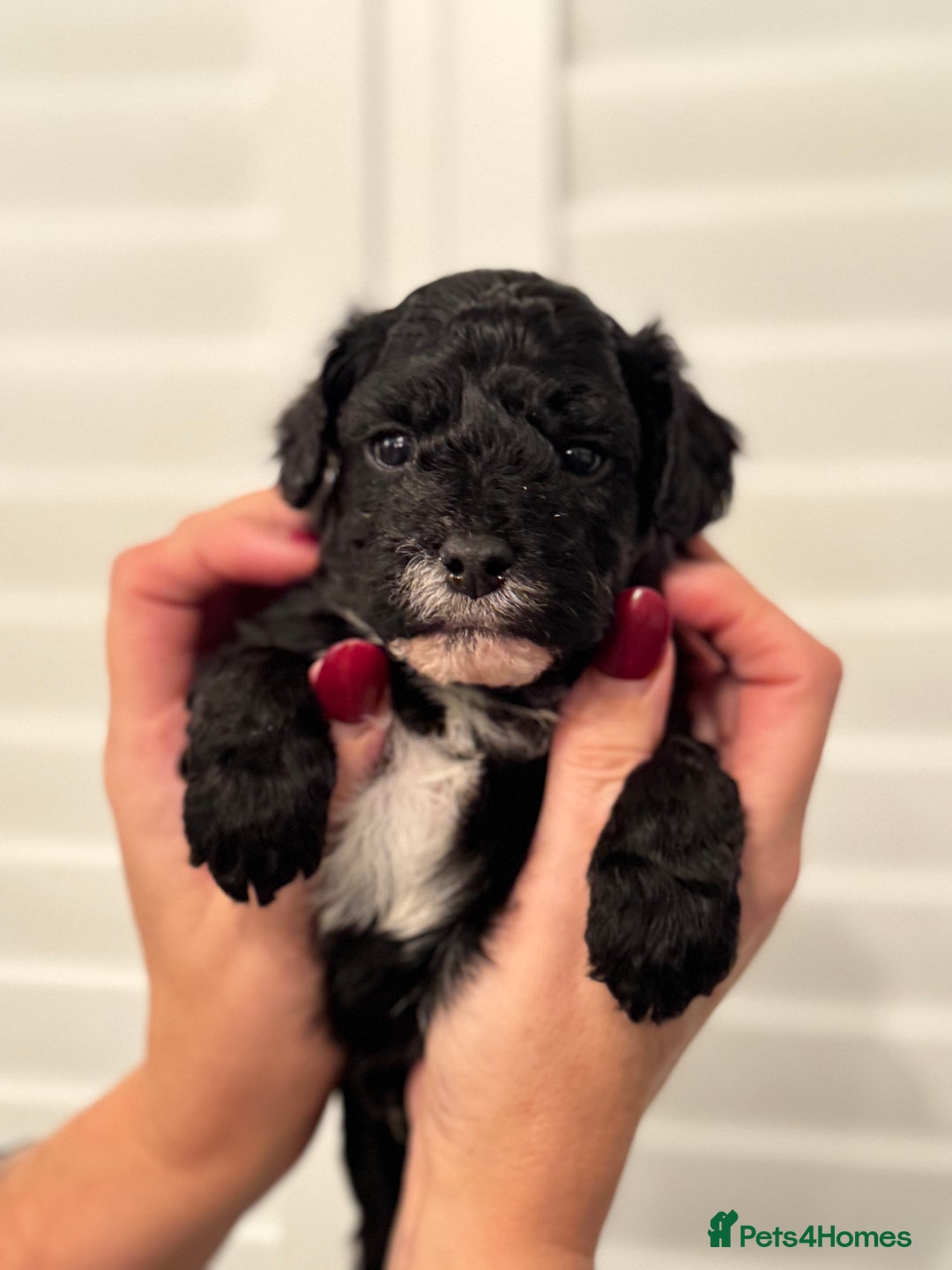 Mixed Breed dogs for sale: Adorable jackacavapoo puppies only 2 left  - Image 19