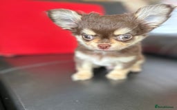 Chihuahua dogs for sale: Chihuaua 7 th generation KC registered  - Image 2