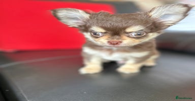 Chihuahua dogs - Advert 2