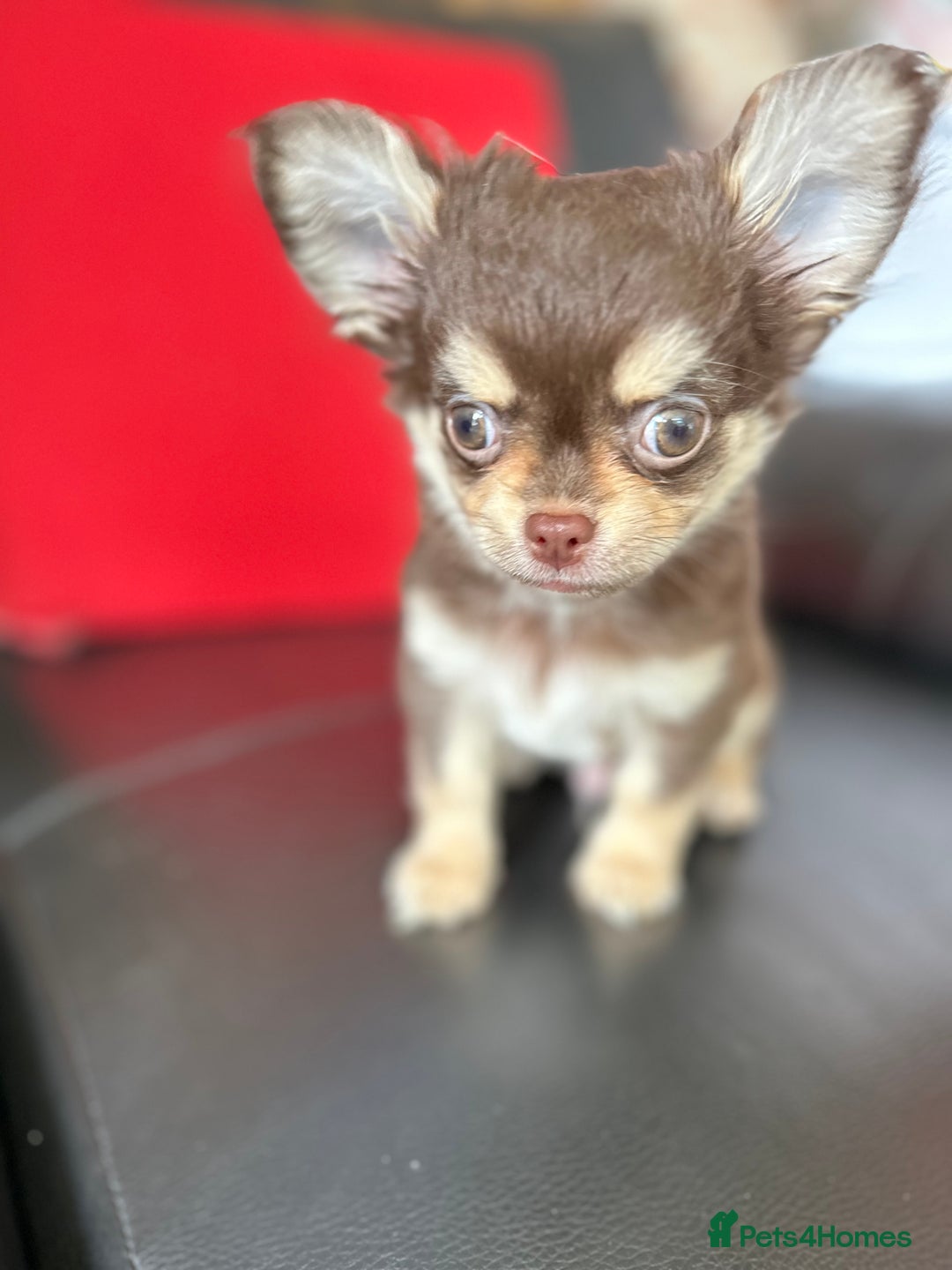 Chihuahua dogs for sale: Chihuaua 7 th generation KC registered  - Image 2