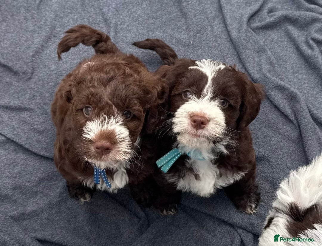 Mixed Breed dogs for sale: Mega Coated Schnockerpoo puppies - Image 1