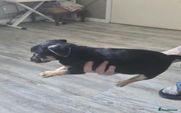 Mixed Breed dogs for sale: Chihuahua x jack Russell puppies 4 boys  - Image 3