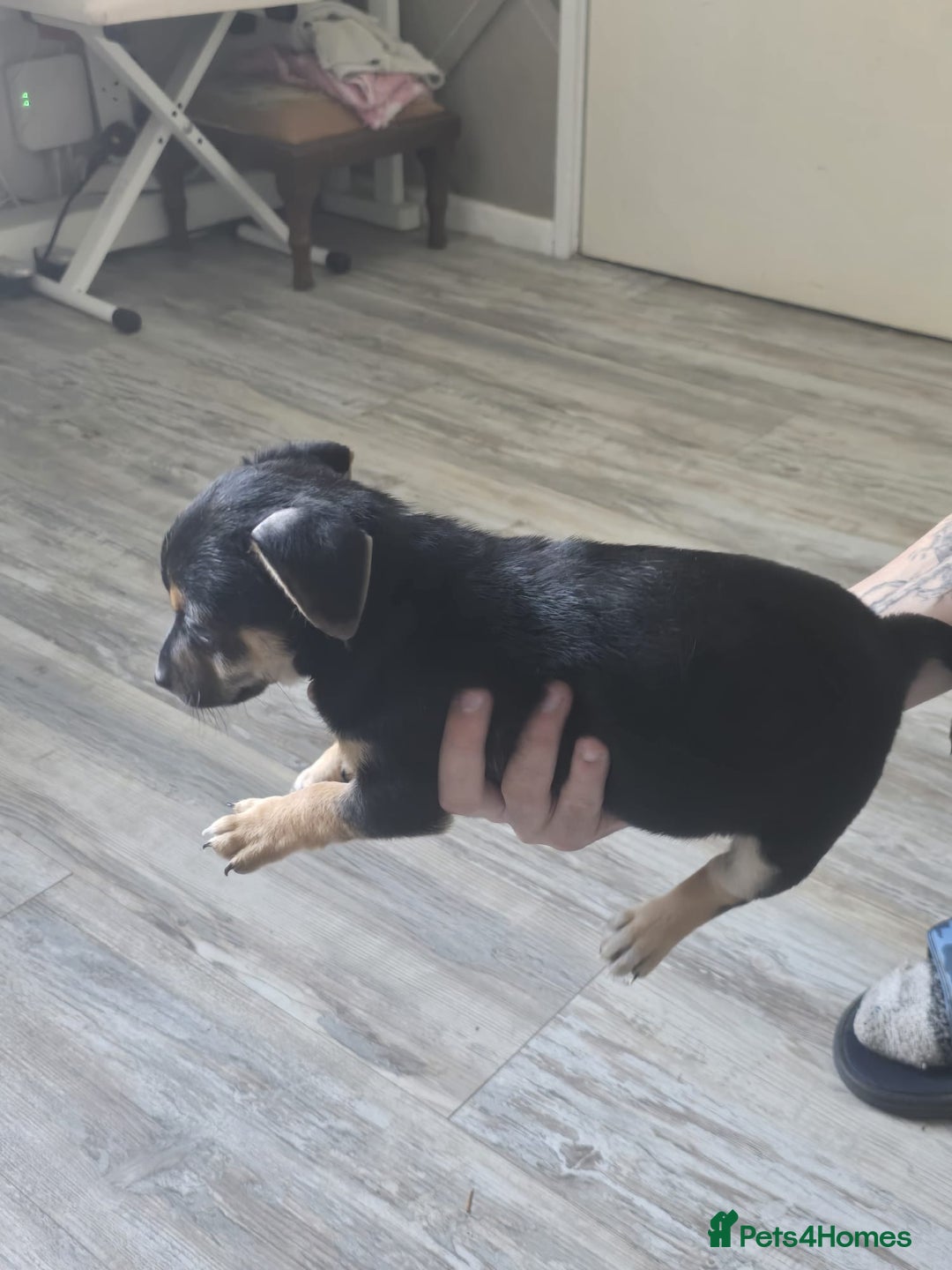 Mixed Breed dogs for sale: Chihuahua x jack Russell puppies 4 boys  - Image 3