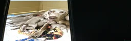Weimaraner dogs for stud: For stud Ernie  in Oxford - Advert 8