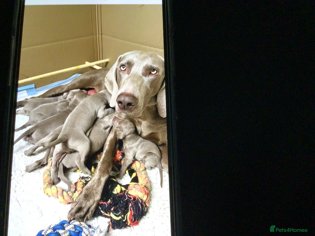 Weimaraner dogs for stud: For stud Ernie  in Oxford - Advert 8