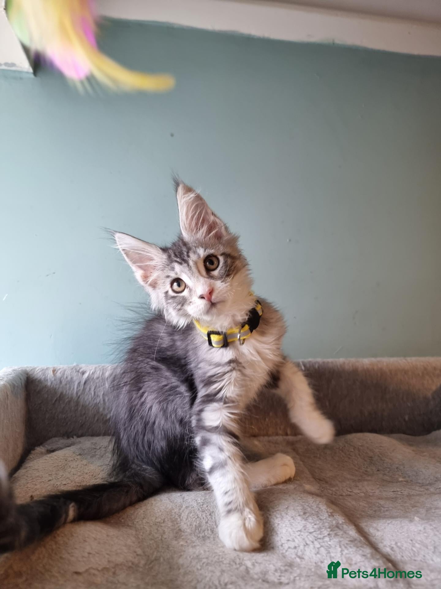 Maine Coon cats Tica!! Amazing kittens - Advert 14