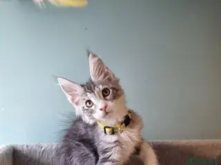 Maine Coon cats Tica!! Amazing kittens - Advert 1
