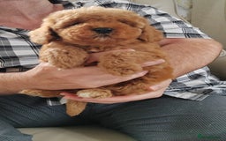 Cavapoo dogs for sale: TOY CAVAPOO DNA TESTED PARENTS AND GRANDPARENTS  - Image 24