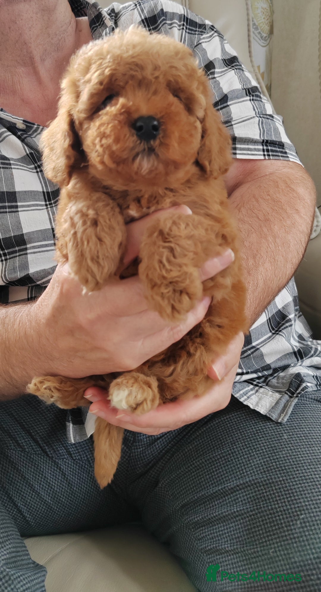 Cavapoo dogs for sale: TOY CAVAPOO DNA TESTED PARENTS AND GRANDPARENTS  - Image 24