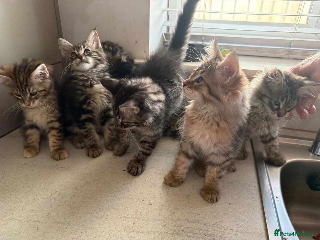 Maine Coon cats for sale: 6 Gorgeous Maine Coon Cross Kittens Available Now! - Advert 1