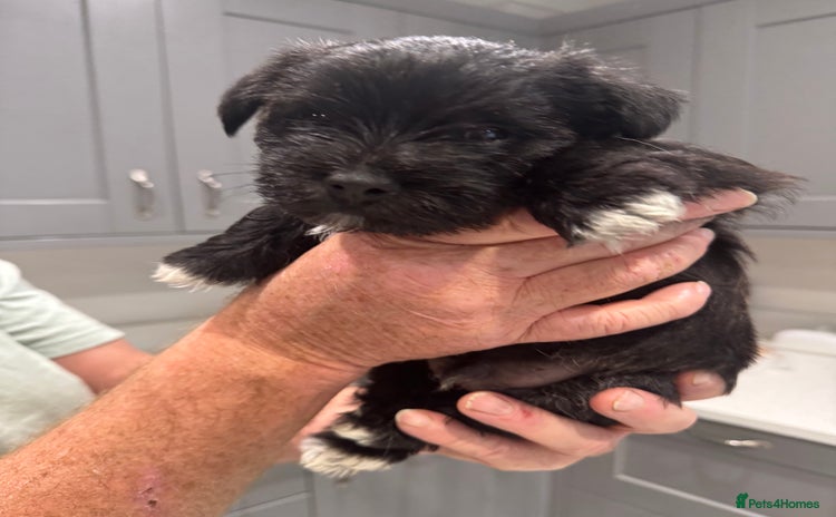 Mixed Breed dogs - Advert 5