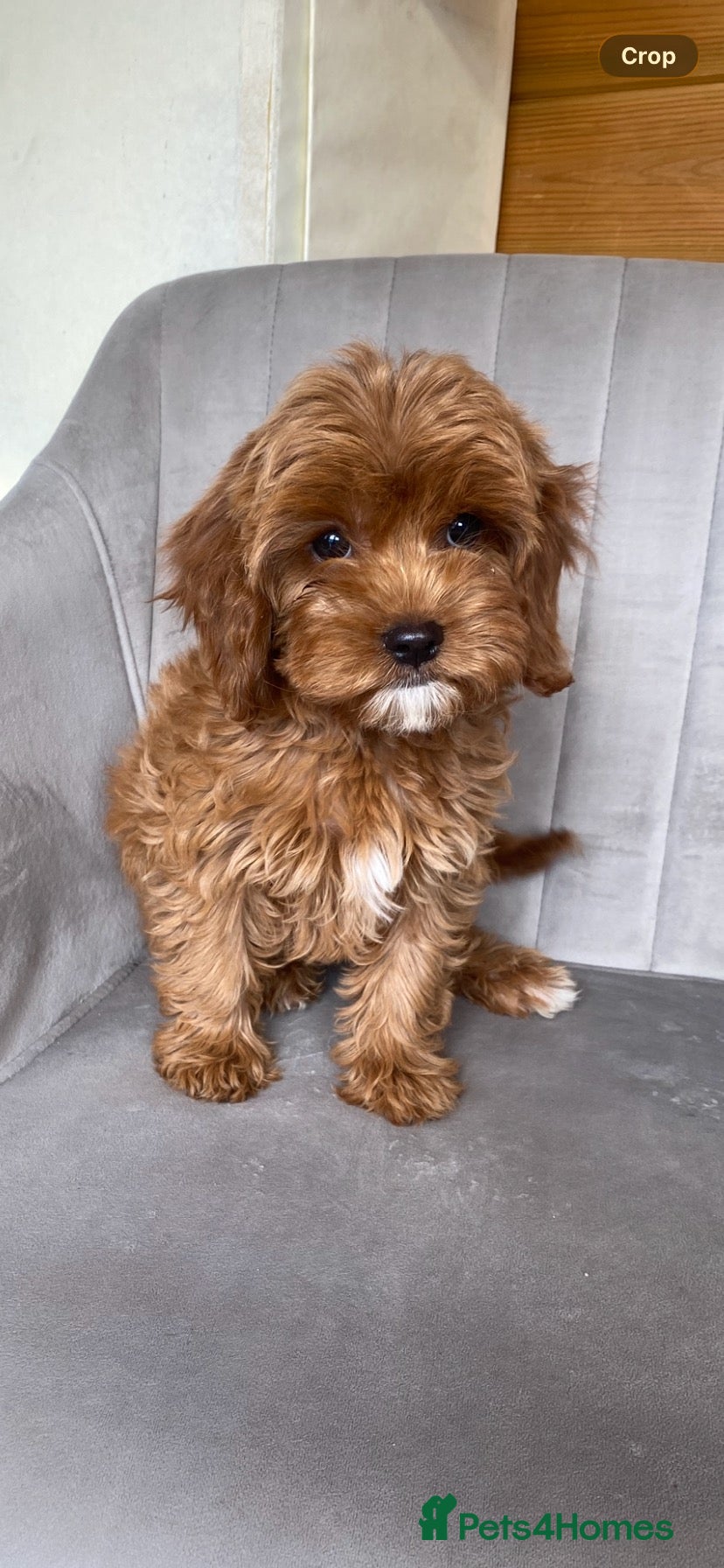 Cavapoo dogs Red cavapoo puppies for sale  - Advert 2