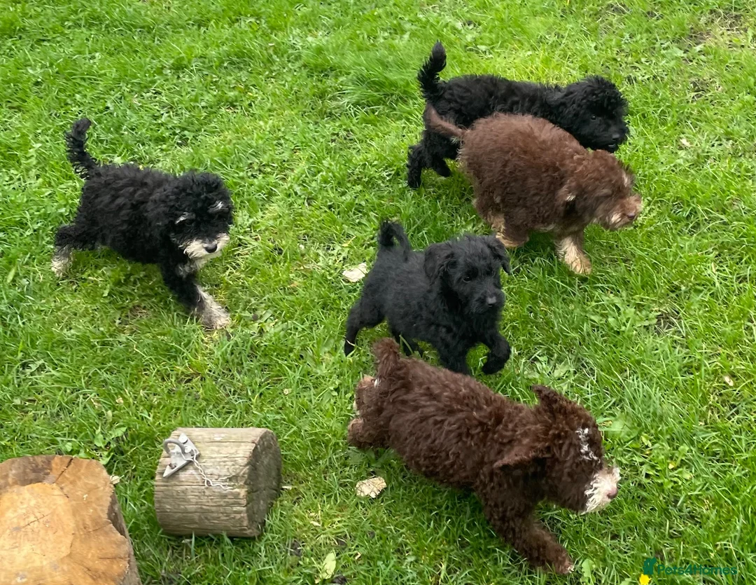 Labradoodle dogs for sale: Miniature labradoodle puppies - Advert 1