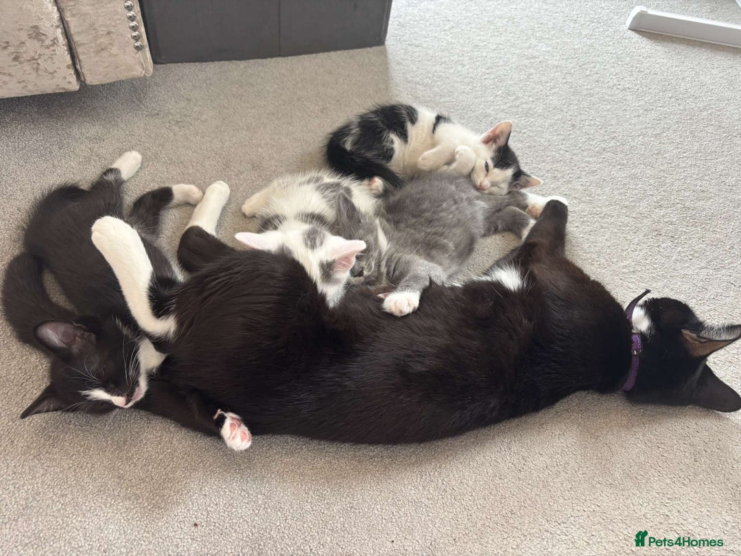 British Shorthair cats for sale: british shorthair kittens for sale - Image 1