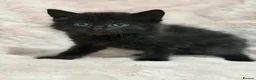 Mixed Breed cats for sale: 4 Beautiful kittens for sale  in Bracknell - Advert 2