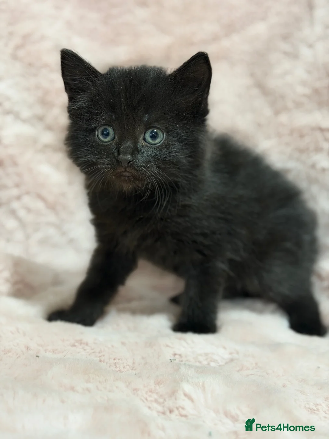 Mixed Breed cats for sale: 4 Beautiful kittens for sale  in Bracknell - Advert 2