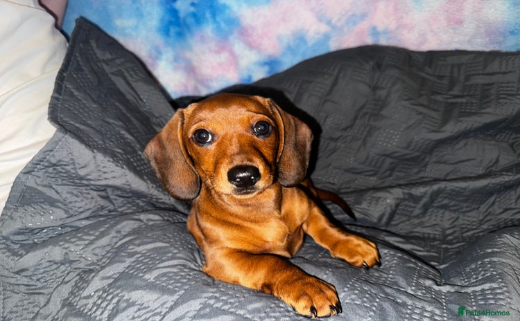 Dachshund dogs - Advert 3