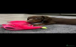 Miniature Dachshund dogs for sale: Ready to go-Gorgeous miniature Dachshund puppies   - Image 38