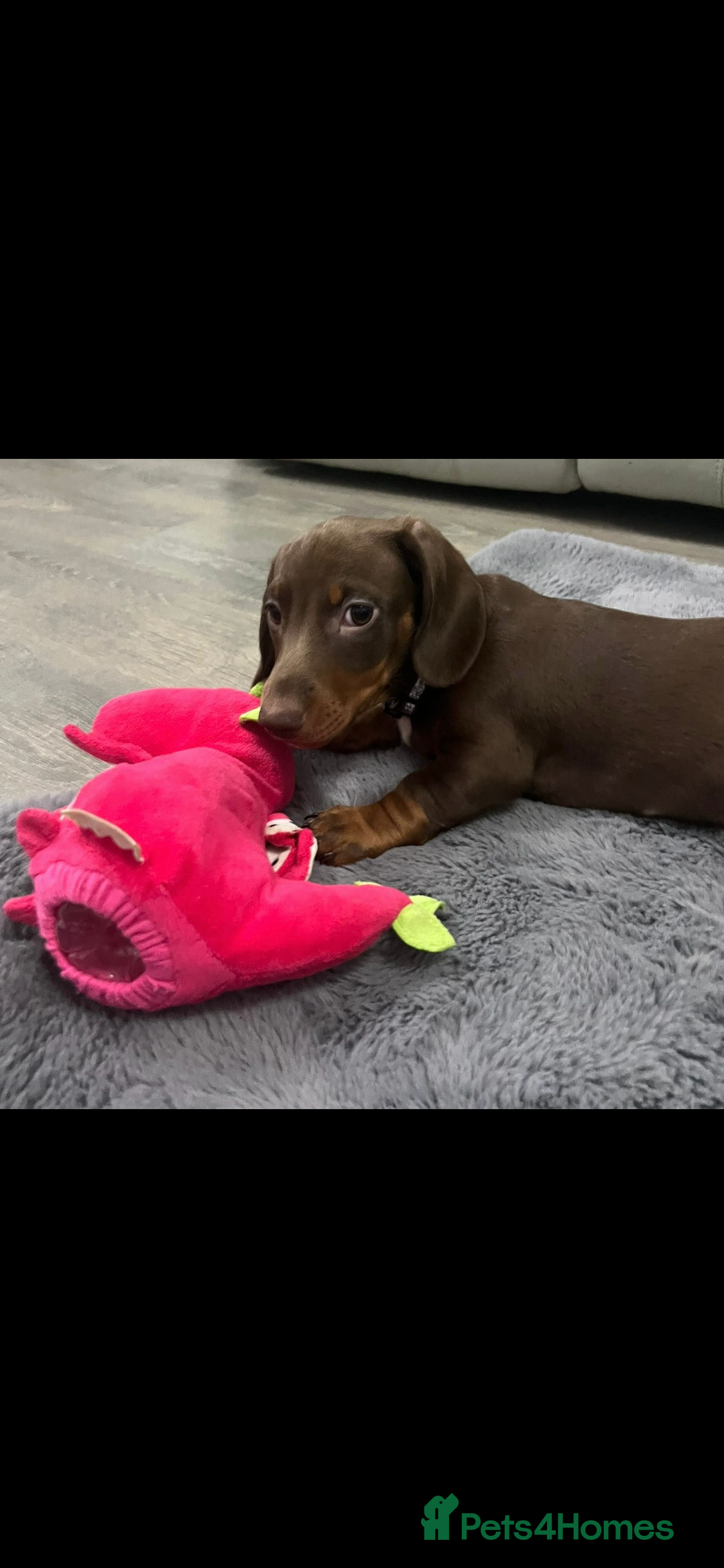 Miniature Dachshund dogs for sale: Ready to go-Gorgeous miniature Dachshund puppies   - Image 38