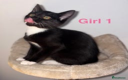 Domestic Shorthair cats for sale: 2 beautiful female kittens ready for adoption - Image 3