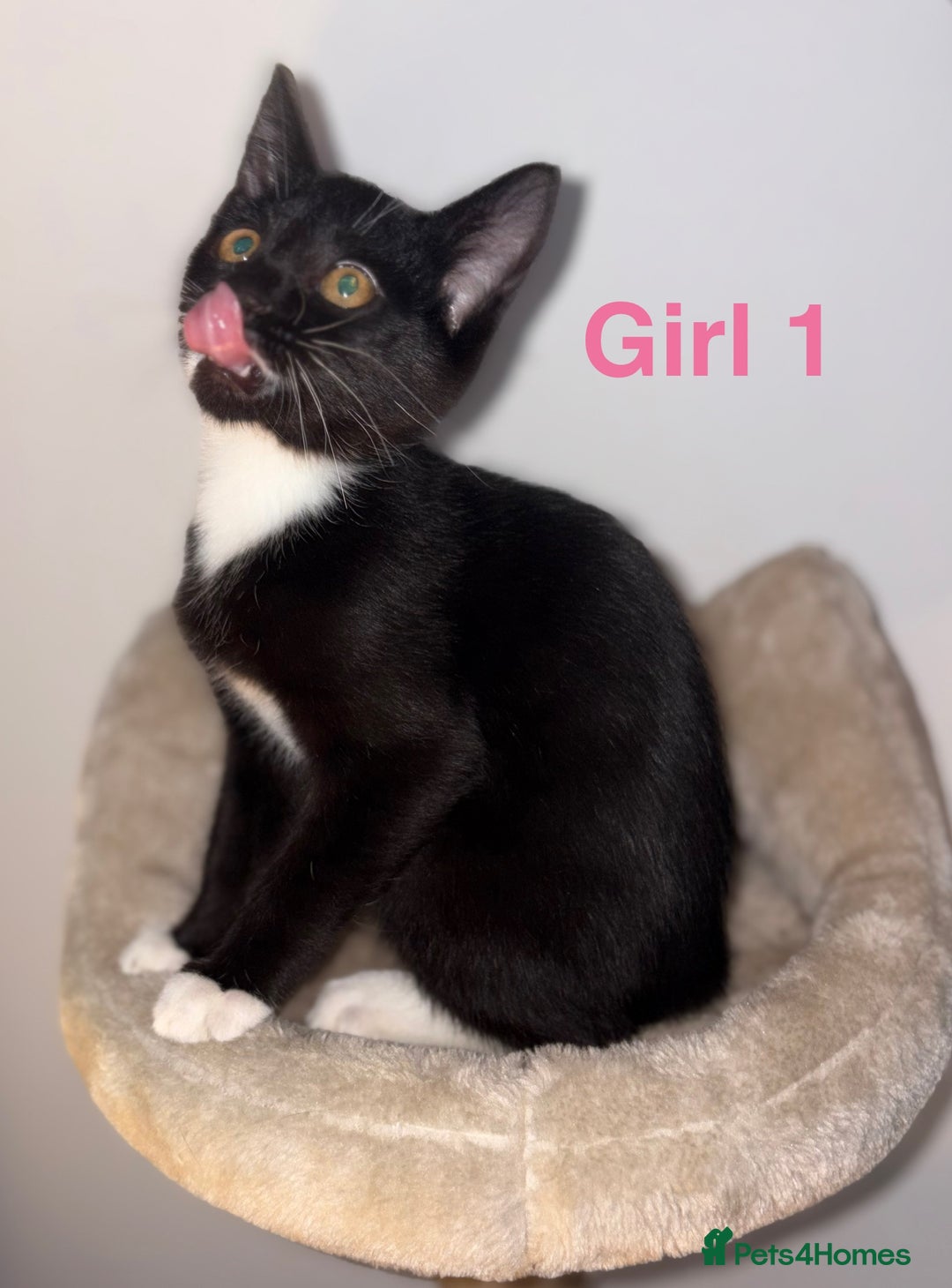 Domestic Shorthair cats for sale: 2 beautiful female kittens ready for adoption - Image 3