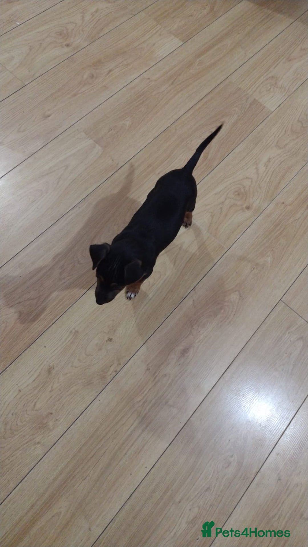 Jack Russell dogs for sale: Gorgeous Jack Russell girl puppy - Advert 4