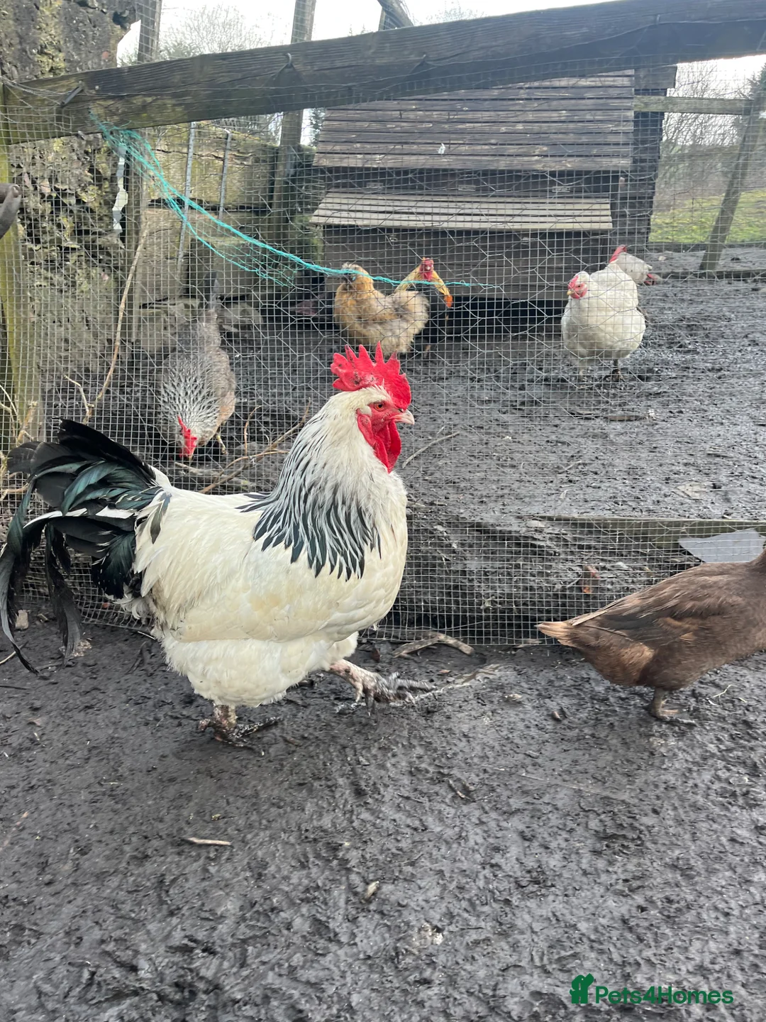 Chickens poultry for sale: Standard 2 year old light Sussex cockerel  - Advert 1