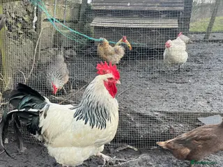 Chickens poultry Standard 2 year old light Sussex cockerel - Advert 1