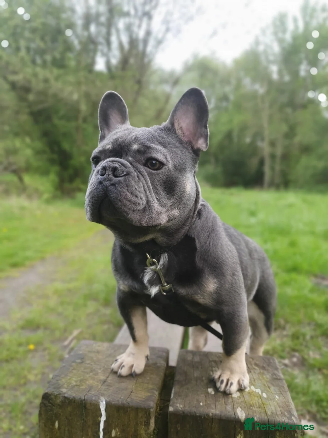 French Bulldog dogs for sale: Stunning Male Blue Tan Frenchie  in Manchester - Advert 2