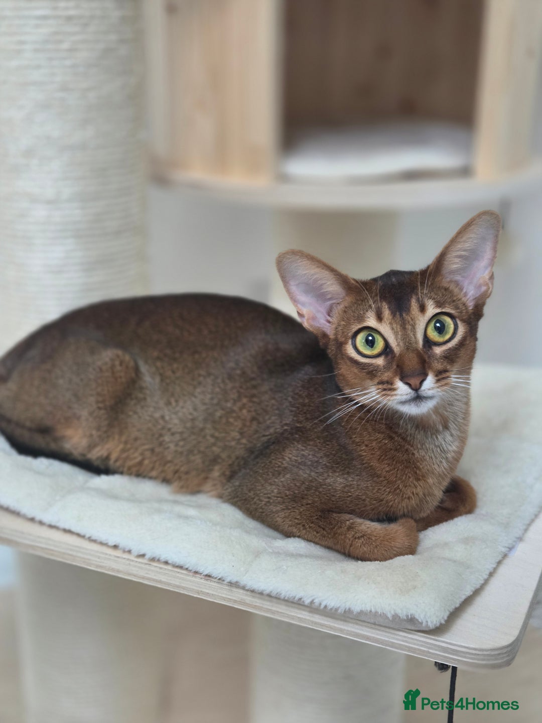 Abyssinian cats for sale: Gorgeous Tica  Abyssinian Kittens  - Advert 7