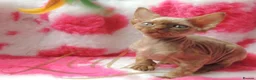 Devon Rex cats for sale: Beautiful Devon Rex Kittens For Sale - Advert 22