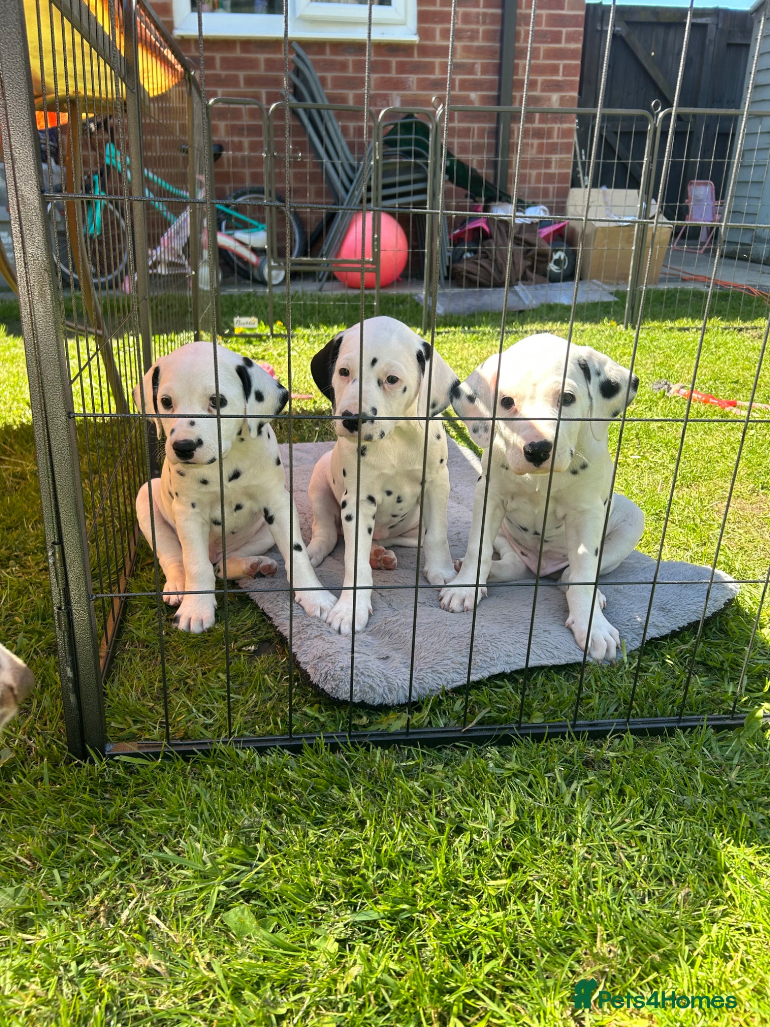 Dalmatian dogs Dalmation puppies. 2 males left. - Advert 11