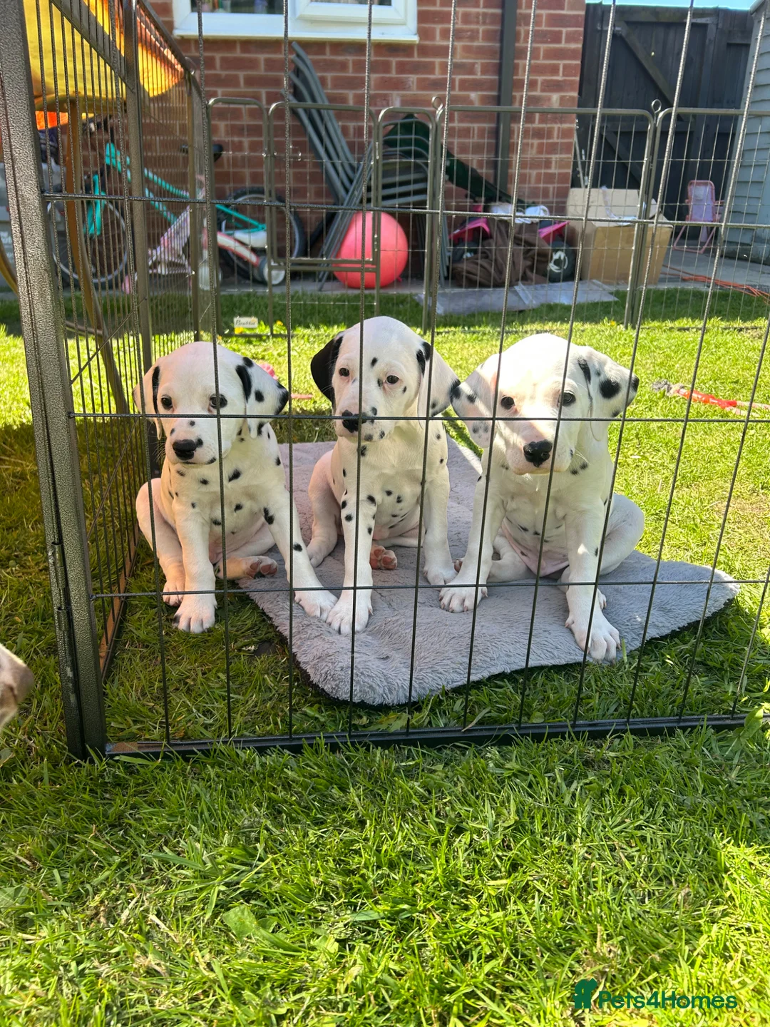 Dalmatian dogs for sale: Dalmation puppies. 2 males left. - Advert 1