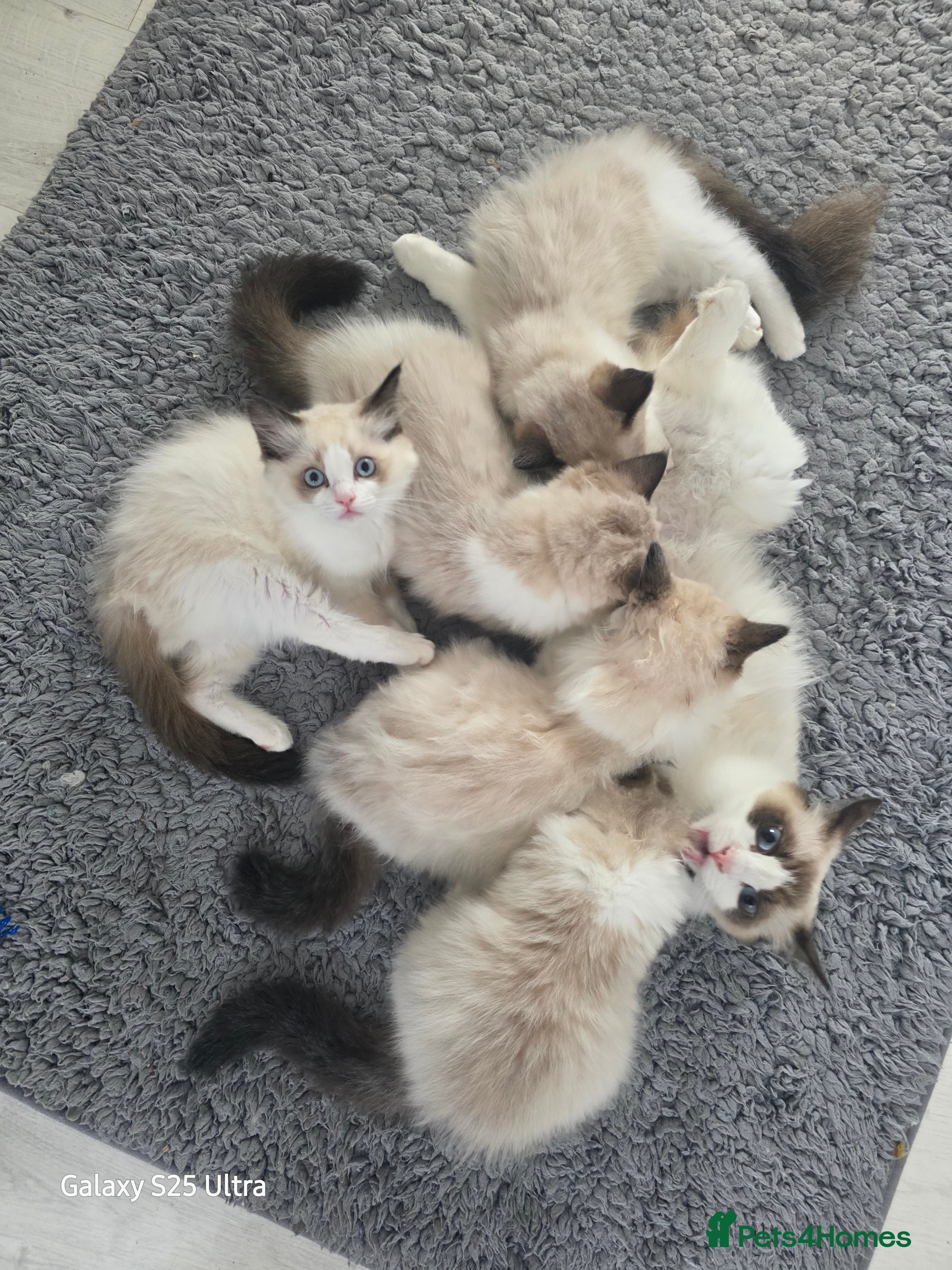 Ragdoll cats GCCF 3 Girls – Ready for Their Forever Homes - Advert 1
