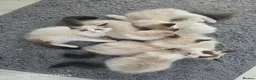 Ragdoll cats for sale: GCCF 3 Girls – Ready for Their Forever Homes - Advert 1