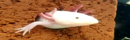 Other/Mixed Breed fish for sale: Axolotls - Advert 10