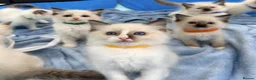 Ragdoll cats for sale: Purebred Ragdoll Kittens  - Advert 5