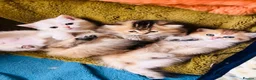 Scottish Fold cats for sale:  Kittens Ready for Their Forever Homes - Advert 39