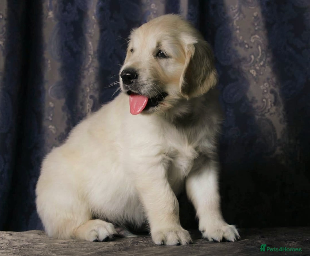 Golden Retriever dogs for sale: golden retriever  - Image 3