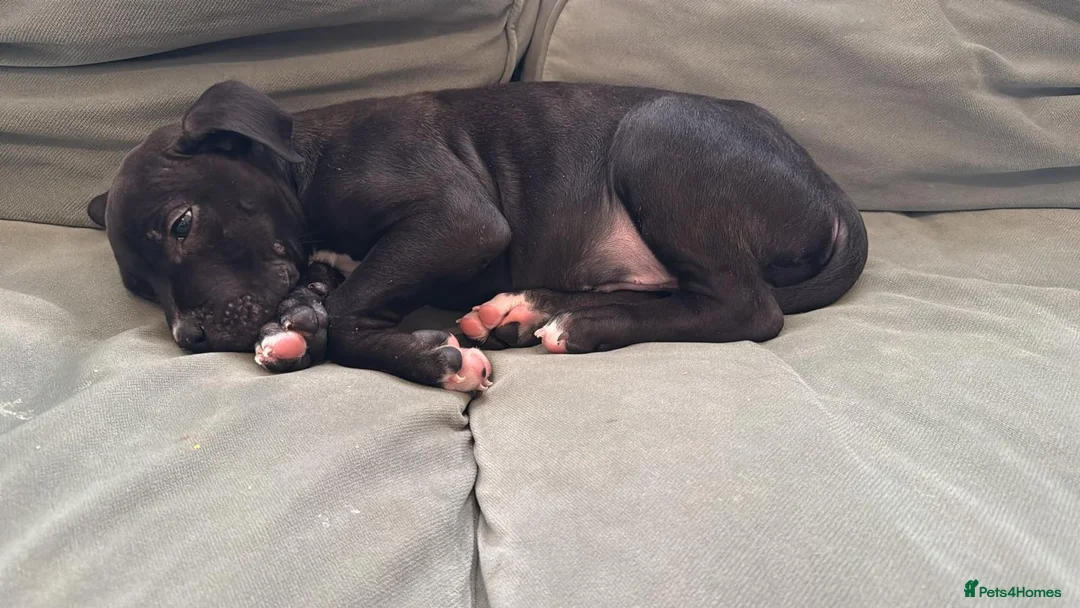 Mastiff dogs for sale: Mastiff puppy for sale  in Northampton - Advert 5