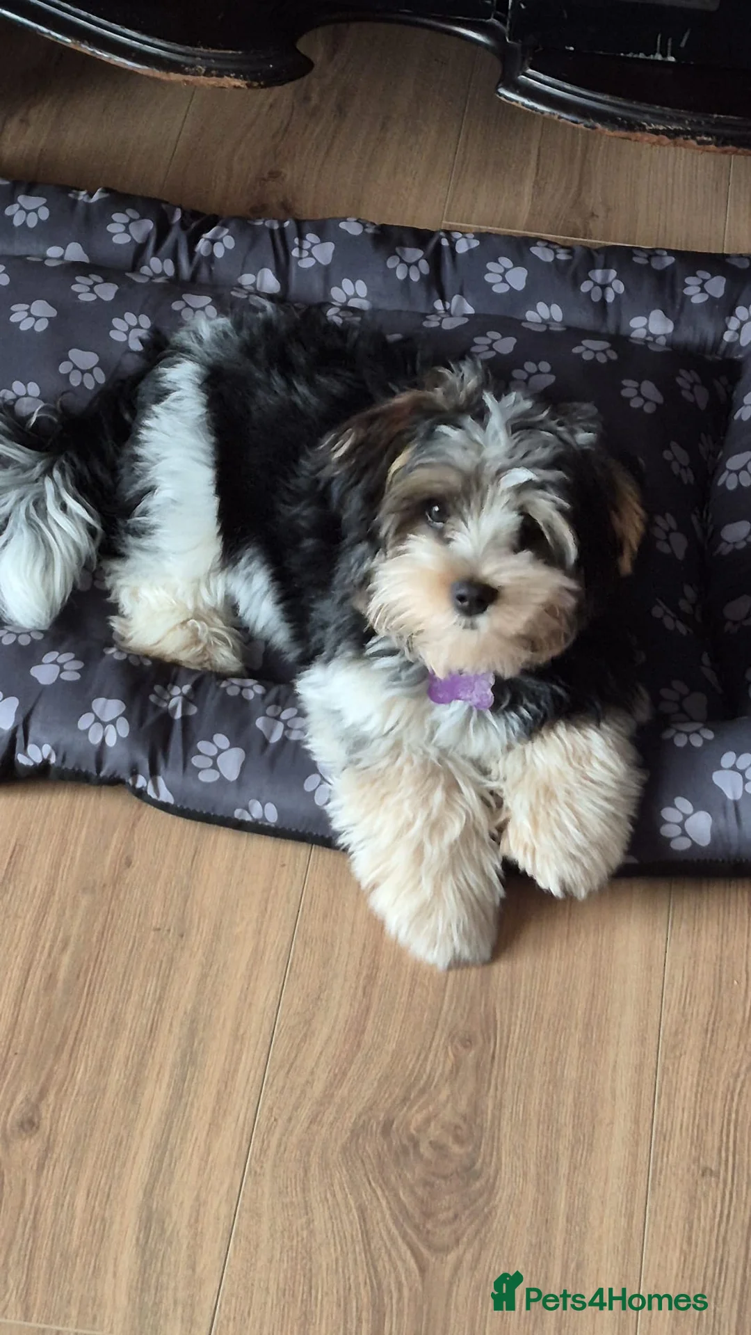 Yorkshire Terrier dogs for sale: Boy Yorkie Terrier Breavier - Advert 1