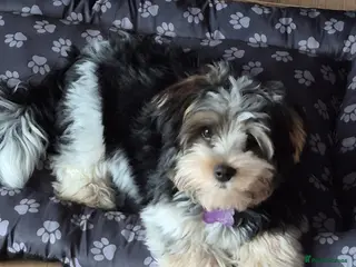 Yorkshire Terrier dogs Boy Yorkie Terrier Breavier - Advert 1