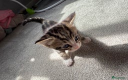 RagaMuffin cats for sale: Ragamuffin kittens  - Image 11