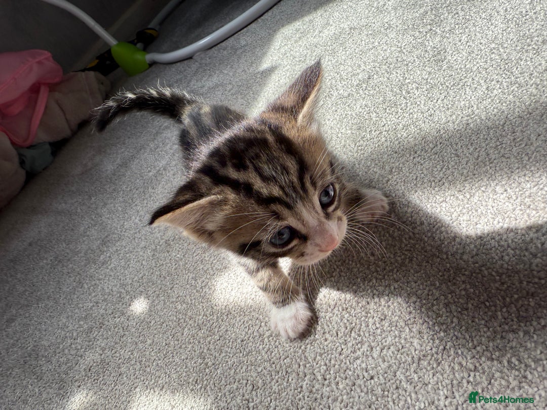 RagaMuffin cats for sale: Ragamuffin kittens  - Image 11