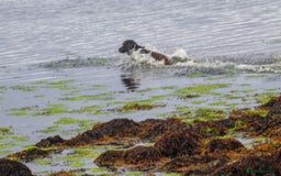 English Springer Spaniel dogs for sale: Beautiful springer spaniel - Image 2