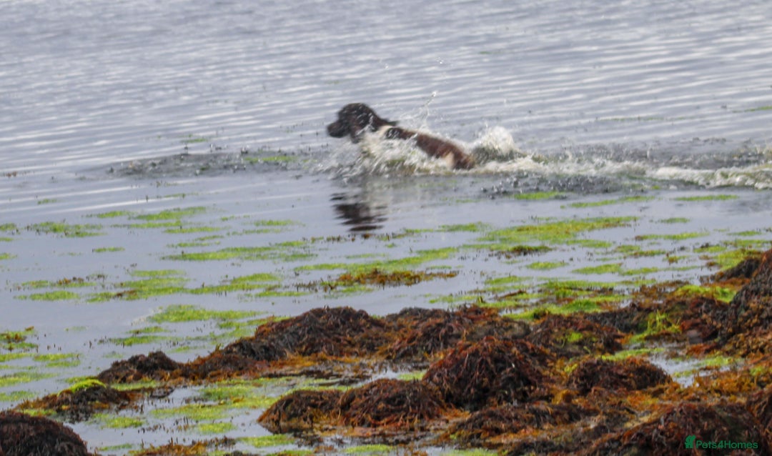 English Springer Spaniel dogs for sale: Beautiful springer spaniel - Image 2